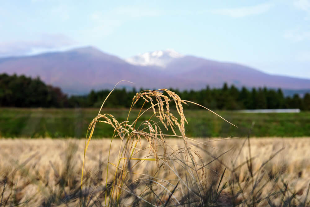 The Land of Salmon and Sake: How Sakata (Sake Rice Field) got its name