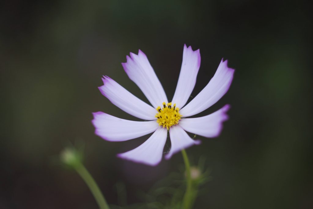 Kiwi Yamabushi photo of flower