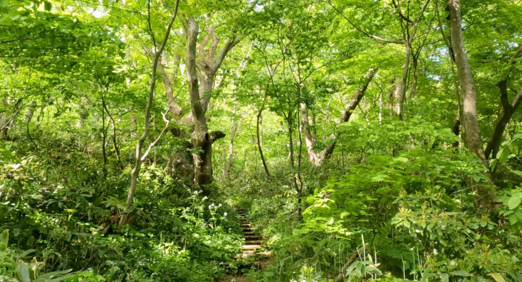 The dense beech and zelkova forest of Mt. Takadate