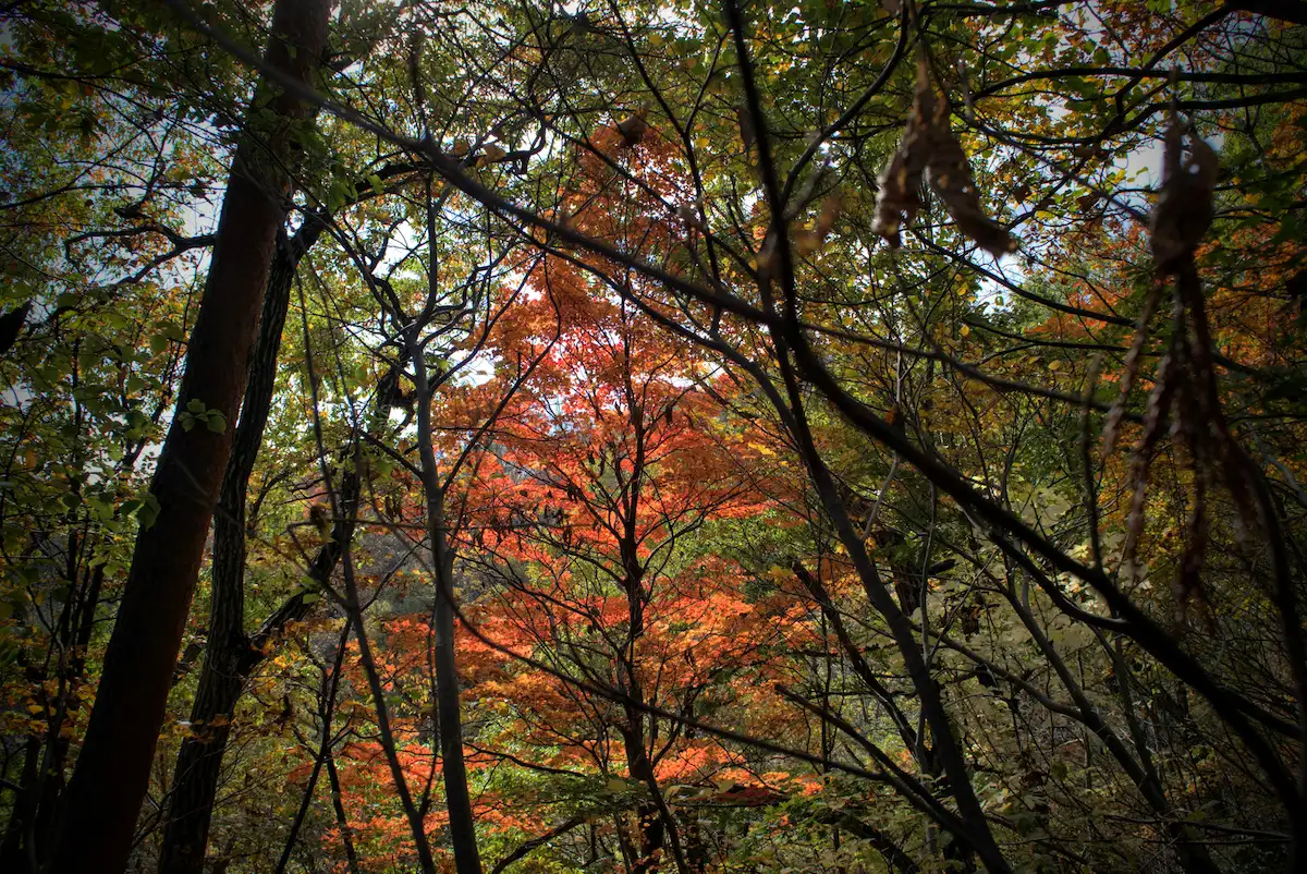 Hokari-Yama: Mother. Hunter. Mountain.