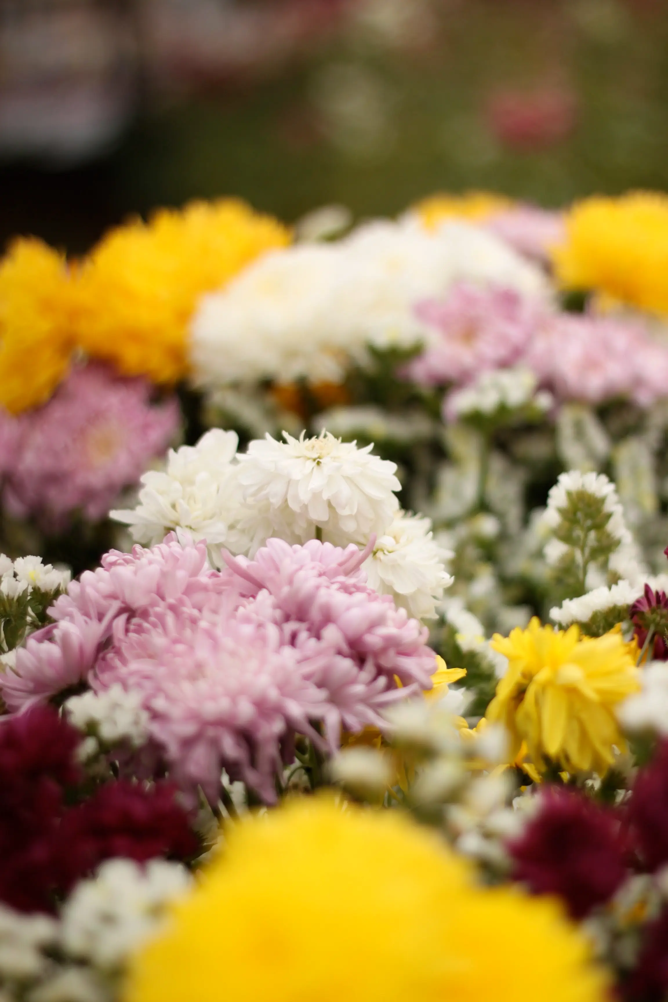 Don’t Trust the Chrysanthemums.