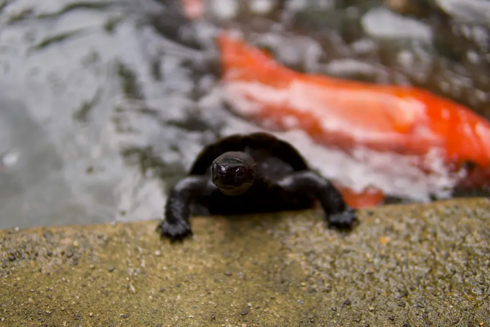 snapping turtle at Zenpoji Temple, Tsuruoka City, Yamagata, Japan