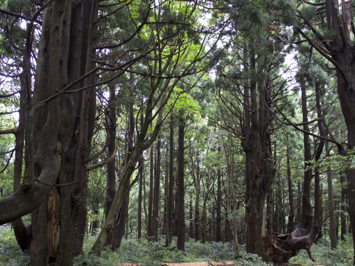 Genso No Mori: The Forest of Illusions in Tozawa Village, Yamagata