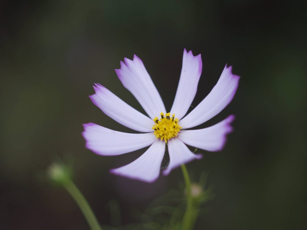 Kiwi Yamabushi photo of flower