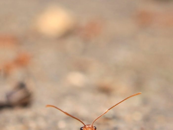 close up photography of ant