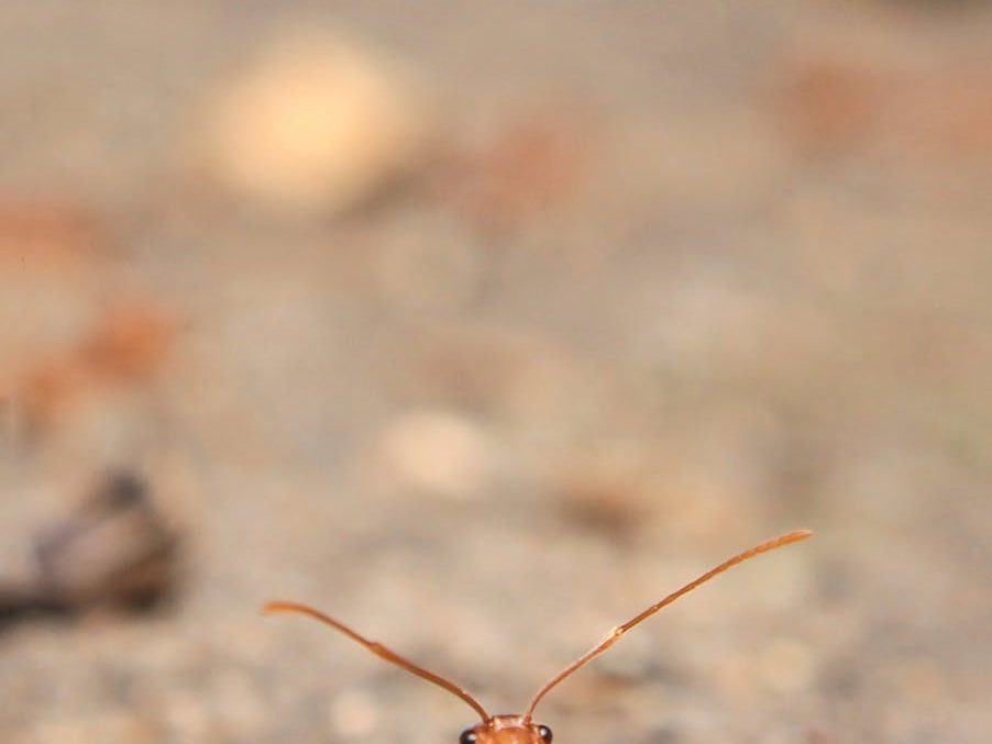 close up photography of ant