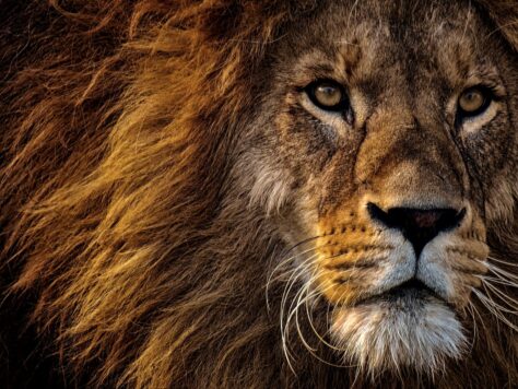 close up photo of lion s head
