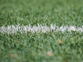 white and green grass during day