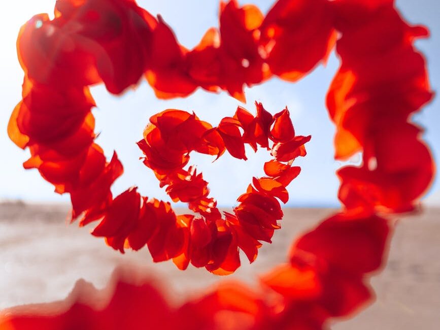 red flower on white sand