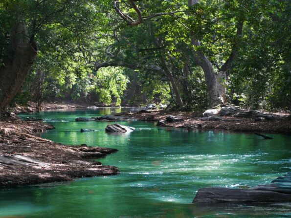 body of water between green leaf trees